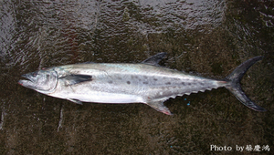 Scomberomorus sinensis (中華馬加鰆)縮圖