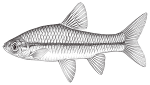 Pseudorasbora parva (羅漢魚)縮圖