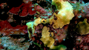 Antennarius maculatus (大斑躄魚)縮圖