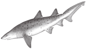 Carcharias taurus (錐齒鯊)-資源代表圖