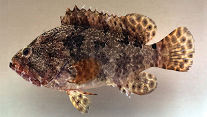 Epinephelus polyphekadion (清水石斑魚)縮圖
