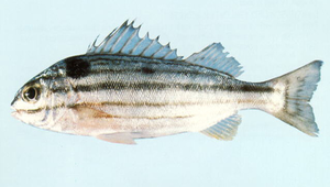 Helotes sexlineatus (六帶叉牙鯻)縮圖