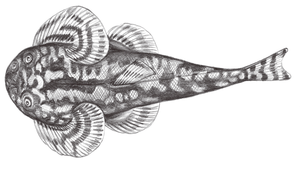 Hemimyzon taitungensis (臺東間爬岩鰍)-資源代表圖