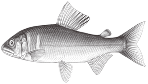 Plecoglossus altivelis altivelis (香魚)