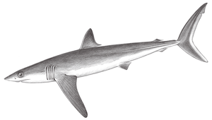 Isurus paucus (長臂鯖鯊)