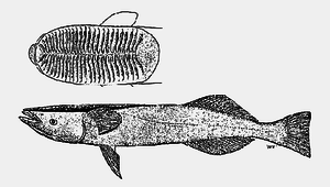 Remora australis (澳洲短印魚)