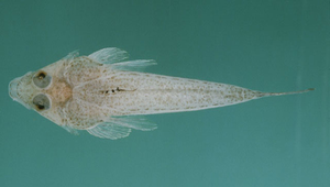 Callionymus hindsii (海氏䲗)