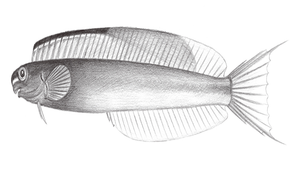 Plagiotremus laudandus (勞旦橫口鳚)縮圖