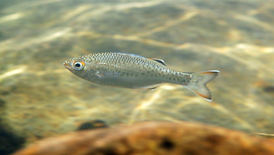 Kuhlia marginata (黑邊湯鯉)
