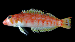 Parapercis randalli (蘭道氏擬鱸)縮圖