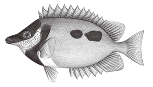 Siganus unimaculatus (單斑臭肚魚)縮圖