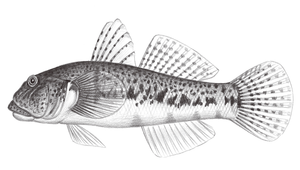 Awaous melanocephalus (黑頭阿胡鰕虎)縮圖