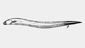 Eurypleuron owasianum (日本突吻隱魚)-資源代表圖
