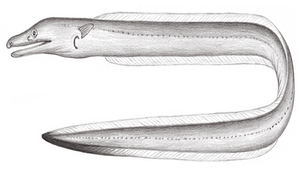 Dysomma longirostrum (長吻前肛鰻)