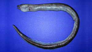 Pylorobranchus hoi (何氏守鰓蛇鰻)縮圖