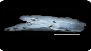 Lophotus capellei (凹鰭冠帶魚)縮圖