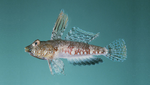 Synchiropus corallinus (珊瑚連鰭䲗)縮圖