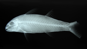 Upeneus subvittatus (縱帶緋鯉)