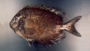 Siganus punctatissimus (暗體臭肚魚)-資源代表圖