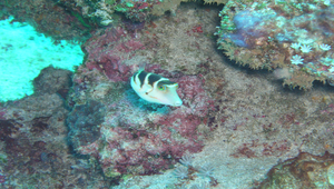 Canthigaster axiologus (三帶尖鼻魨)縮圖