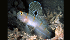 Amblyeleotris randalli (蘭道氏鈍塘鱧)