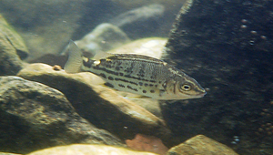 Mesopristes cancellatus (格紋中鋸鯻)縮圖