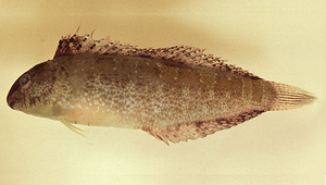 Petroscirtes variabilis (變色跳岩鳚)-資源代表圖