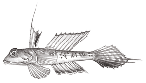 Synchiropus delandi (戴氏連鰭䲗)縮圖