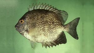 Siganus vermiculatus (蠕紋臭肚魚)縮圖