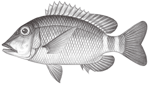 Lethrinus erythropterus (紅鰭龍占魚)