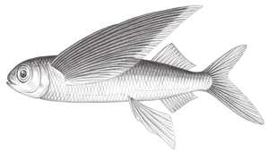 Hirundichthys rondeletii (隆氏細身飛魚)縮圖