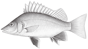 Mesopristes argenteus (銀身中鋸鯻)