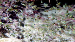 Verulux cypselurus (燕尾矛天竺鯛)