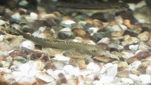 Hemimyzon formosanus (臺灣間爬岩鰍)-資源代表圖