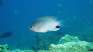 <i>Pomacentrus stigma </i> (斑點雀鯛)系列照片