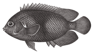 <i>Centropyge nox </i> (黑刺尻魚)系列照片