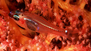 Ostorhinchus dispar (箭矢鸚天竺鯛)