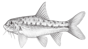 Gobiobotia cheni (陳氏鰍鮀)縮圖
