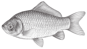 Carassius auratus auratus (鯽)縮圖