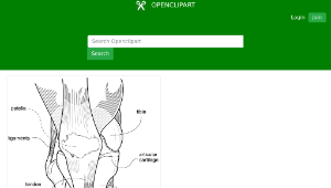 openclipart圖庫：Medical Illustration - Knee