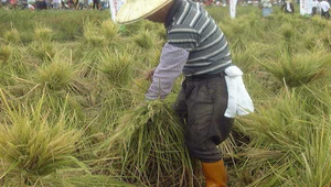 秋收的田野