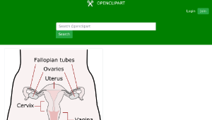 openclipart圖庫：Female Reproductive Organs-資源代表圖