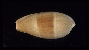 Cypraea walkeri (瓦氏寶螺)