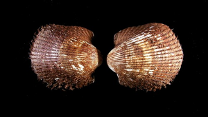 Scapharca globosa ursus (圓毛蚶)