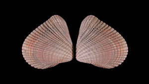 Anomalocardia producta (台灣歪簾蛤)