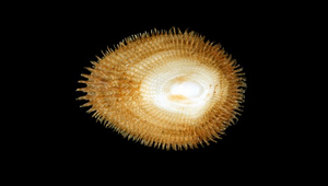 Pilosabia trigona (毛蓋螺)-資源代表圖
