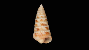 Terebra affinis (問題筍螺)