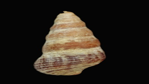 Conocerithium atromarginatum (黑緣蟹守螺)