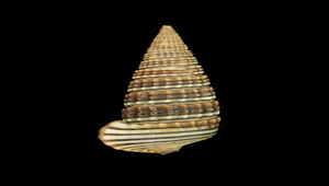 Cerithidea cingulata cingulata (栓海蜷)