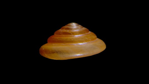 Assiminea affinis (親和山椒螺)-資源代表圖